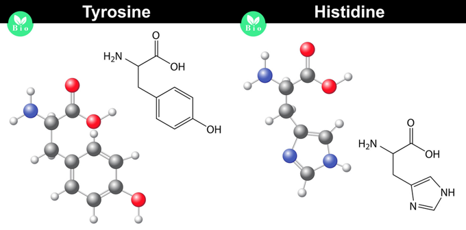 ароматические аминокислоты